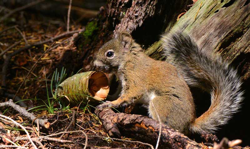 Endangered Mount Graham red squirrel population shows slight decline 